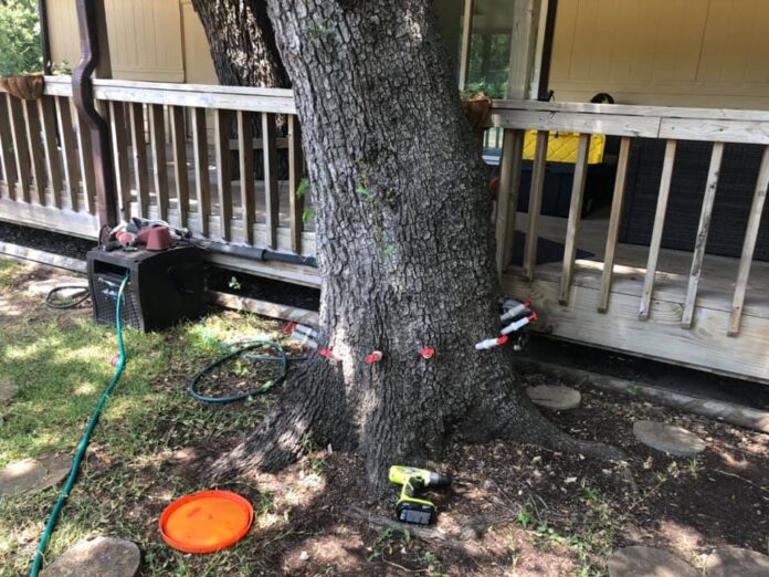 tree trimming service near me San Antonio TX