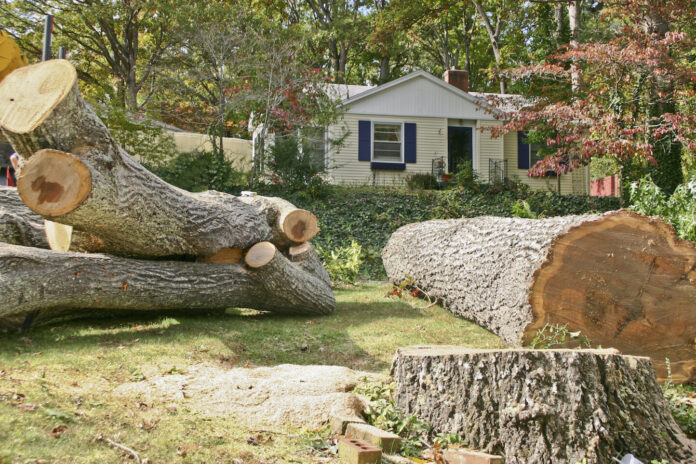 tree removal companies Austin TX